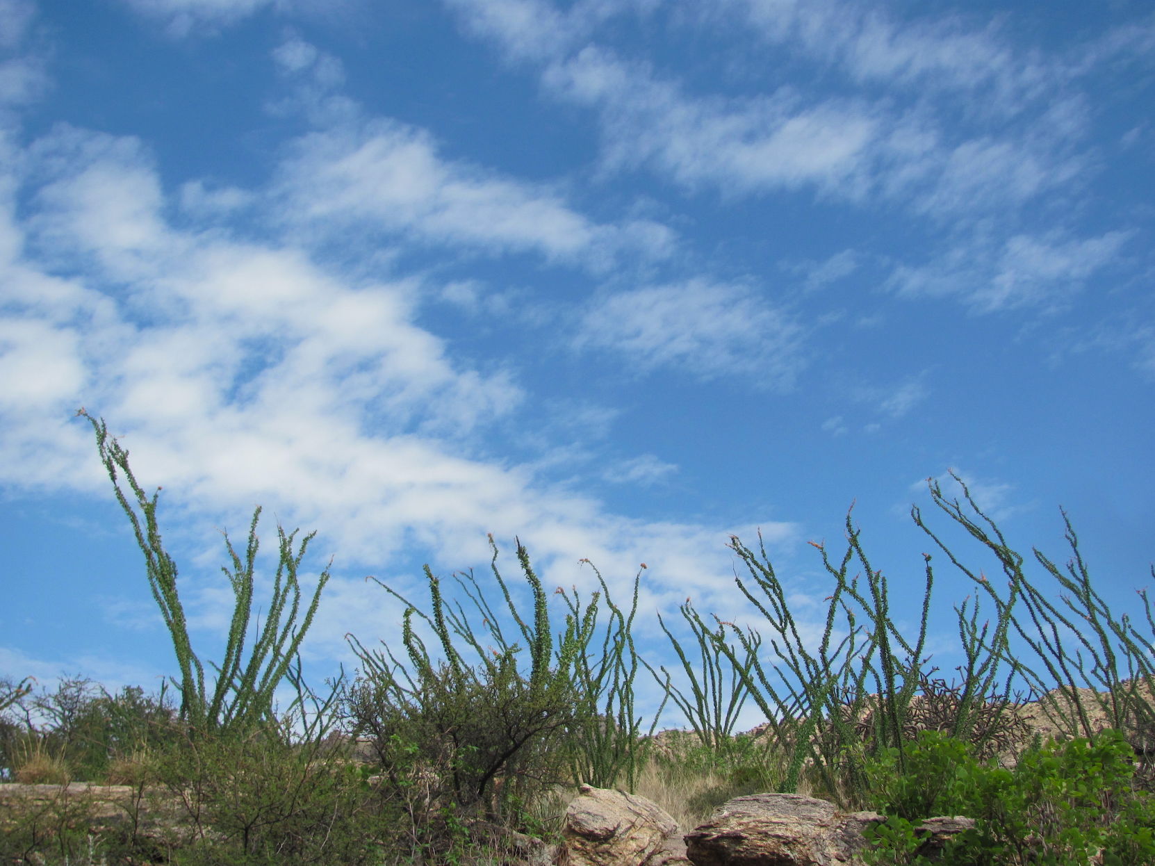 Ocotillos and blue sky